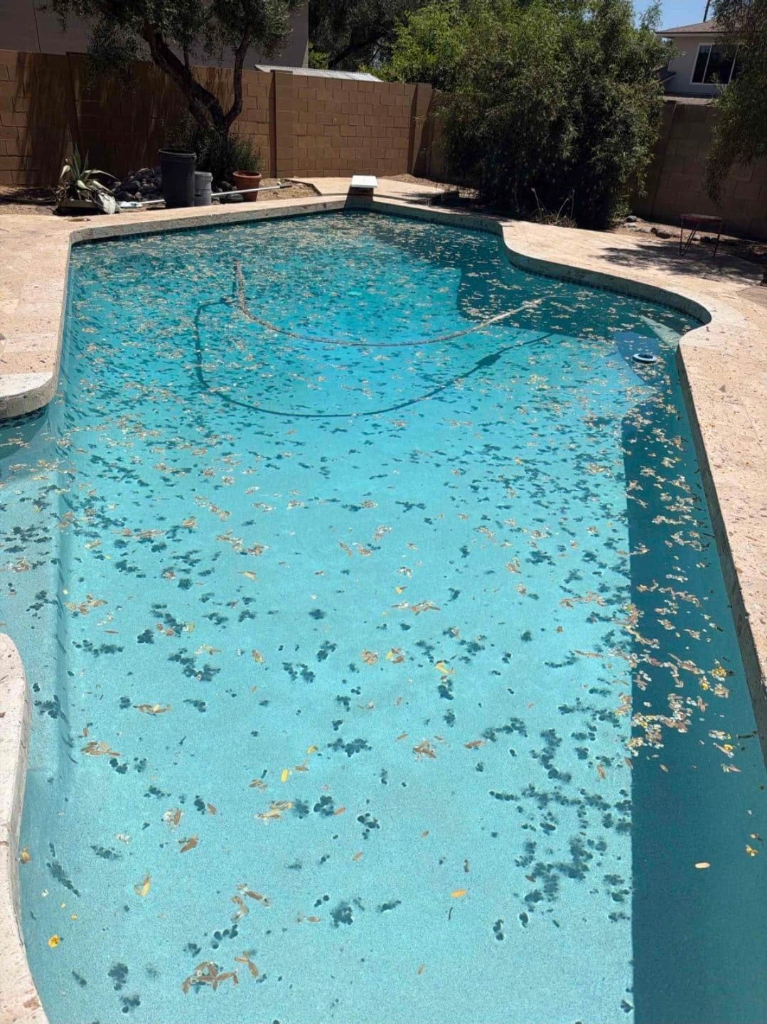 Phoenix Pool Cleaning That Keeps the Debris Out for Good image
